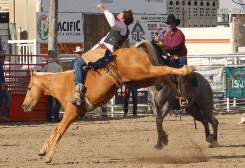 Resistol Rookie Bareback Riders making their mark in ProRodeo